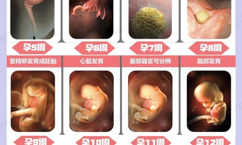 怀孕前两个月吃了药-怀孕前两个月染头发好不好网 | 怀孕前两个月吃什么营养最好,怀孕前两个月不能吃什么